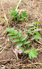 Erodium moschatum