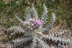 Carduus carlinoides