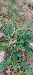 Erodium moschatum