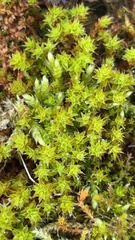 Syntrichia ruralis