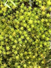Syntrichia ruralis