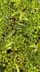 Syntrichia ruralis
