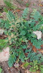 Erodium moschatum