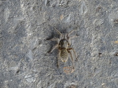 Harpactira