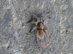 Harpactira