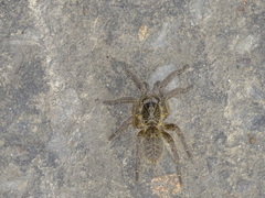 Harpactira