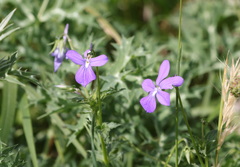 Viola cornuta