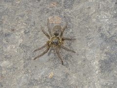 Harpactira