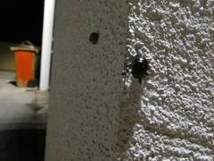 Timarcha goettingensis