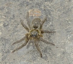 Harpactira