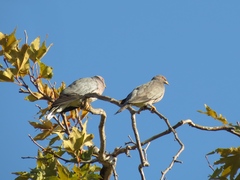Patagioenas fasciata