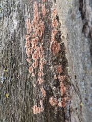 Corticium roseum