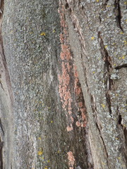 Corticium roseum