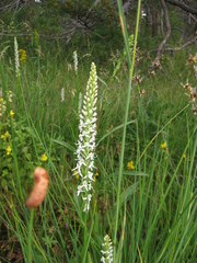 Platanthera dilatata leucostachys