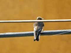 Stelgidopteryx serripennis