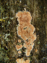 Corticium roseum