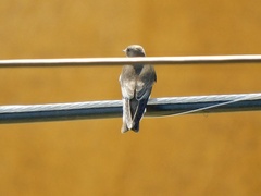 Stelgidopteryx serripennis
