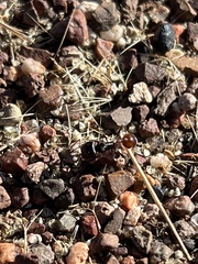 Pogonomyrmex rugosus