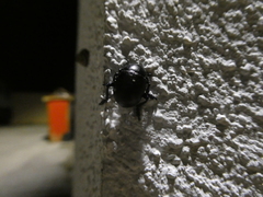 Timarcha goettingensis