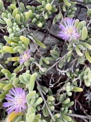 Drosanthemum candens