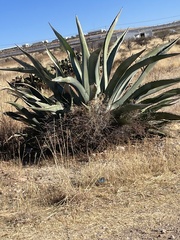 Agave