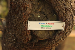 Searsia lancea