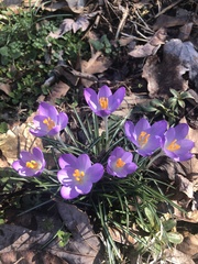 Crocus tommasinianus