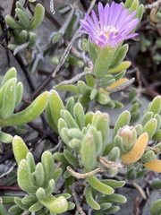 Drosanthemum candens