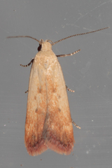 Anacampsis fullonella