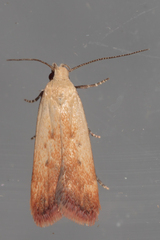 Anacampsis fullonella