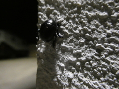 Timarcha goettingensis
