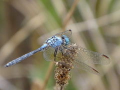 Trithemis stictica