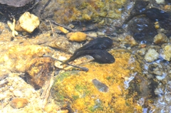 Clinotarsus curtipes