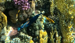 Gomphosus klunzingeri