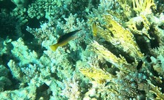 Gomphosus klunzingeri