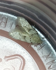 Pseudotelphusa paripunctella