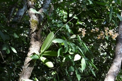 Trichocentrum andreanum