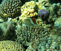 Chaetodon paucifasciatus