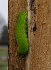 Phlogophora meticulosa