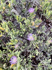 Drosanthemum candens