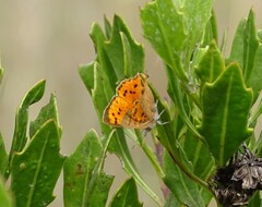 Chrysoritis chrysaor
