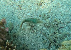 Canthigaster margaritata