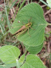 Locusta migratoria