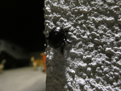 Timarcha goettingensis