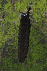 Cantharis fusca