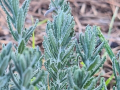 Teucrium capitatum
