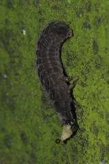 Cantharis fusca