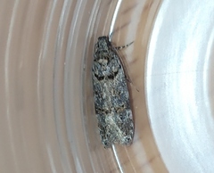 Teleiopsis diffinis