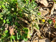 Ajuga iva