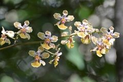 Trichocentrum andreanum